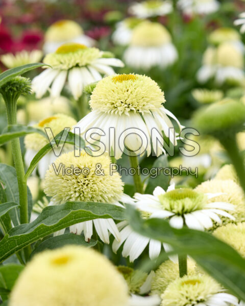 Echinacea Echinacea