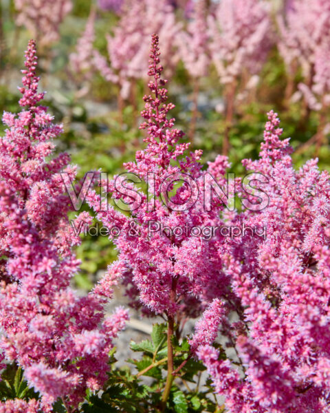 Astilbe chinensis Chocolate Cupcake