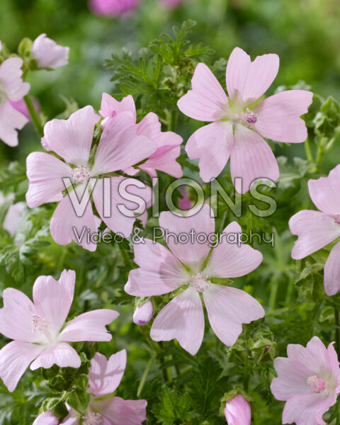 Malva moschata Malva moschata