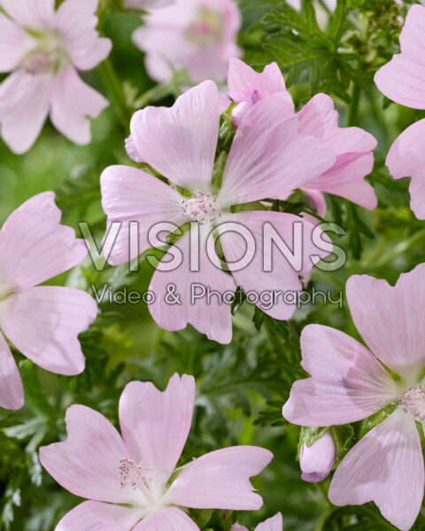 Malva moschata