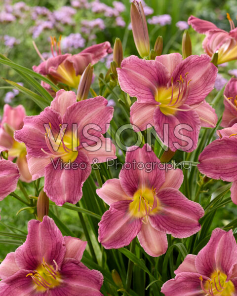 Hemerocallis Prairie Blue Eyes Hemerocallis Prairie Blue Eyes