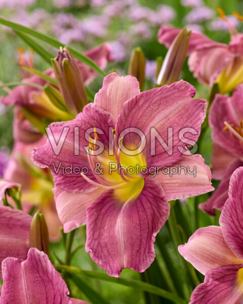 Hemerocallis Prairie Blue Eyes Hemerocallis Prairie Blue Eyes