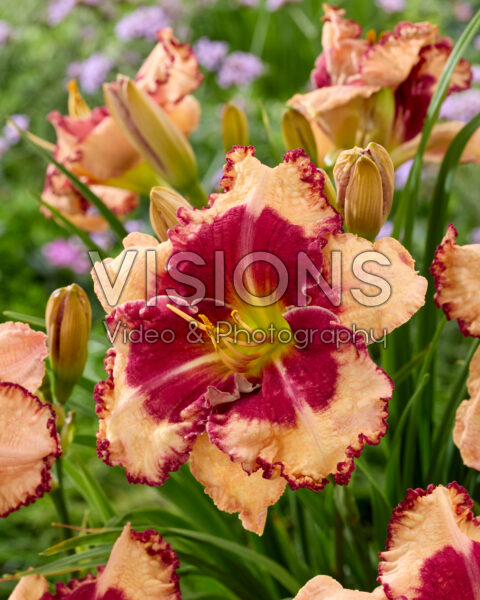 Hemerocallis Outstanding Hemerocallis Outstanding