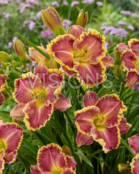 Hemerocallis Daria Hemerocallis Daria