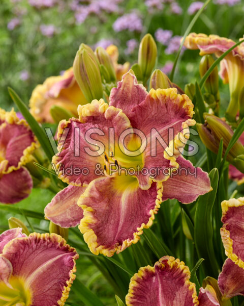 Hemerocallis Daria Hemerocallis Daria