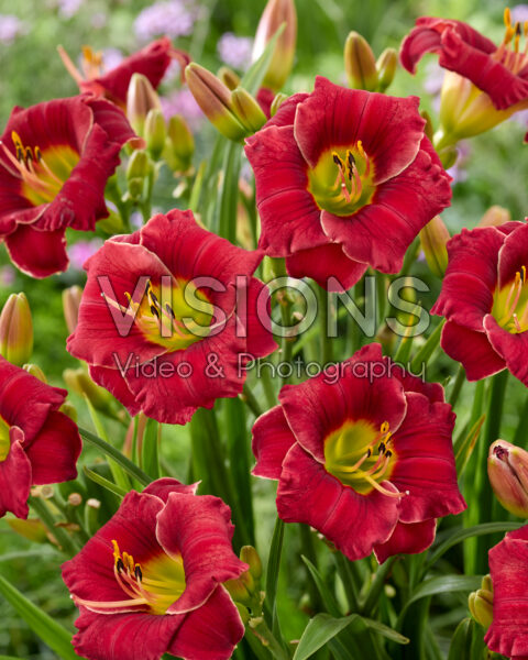 Hemerocallis Lovely Ladybug
