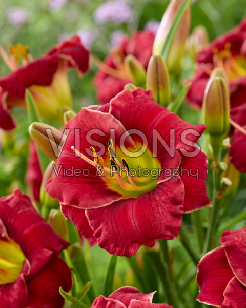 Hemerocallis Lovely Ladybug