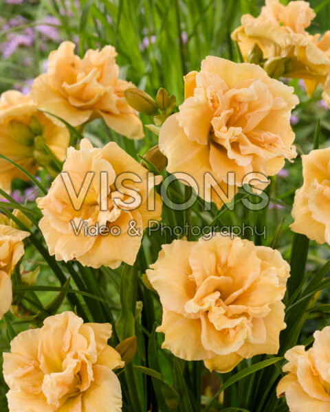 Hemerocallis Siloam Double Success Hemerocallis Siloam Double Success