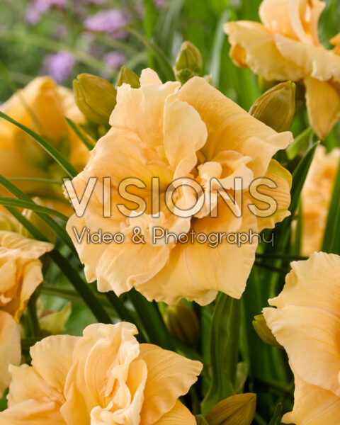 Hemerocallis Siloam Double Success Hemerocallis Siloam Double Success