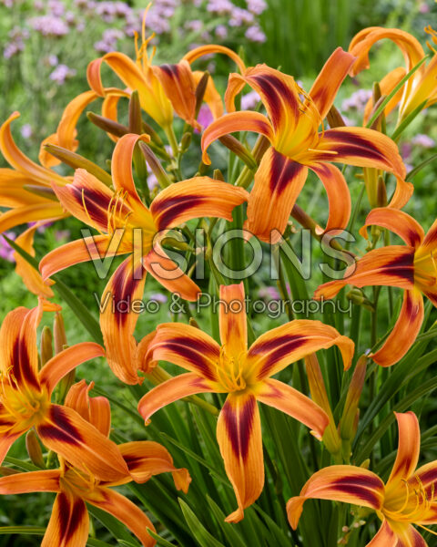 Hemerocallis Tigereye Spider Hemerocallis Tigereye Spider