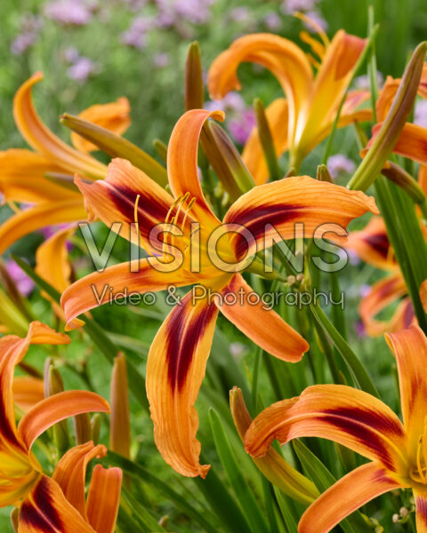 Hemerocallis Tigereye Spider