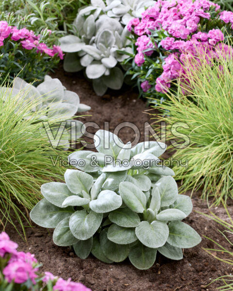 Senecio Angel Heart