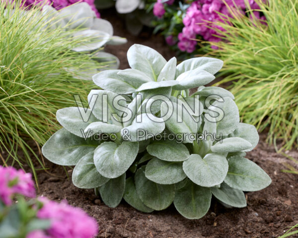 Senecio SennovaSenecio Angel Heart