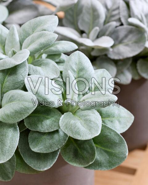 Senecio Angel Heart