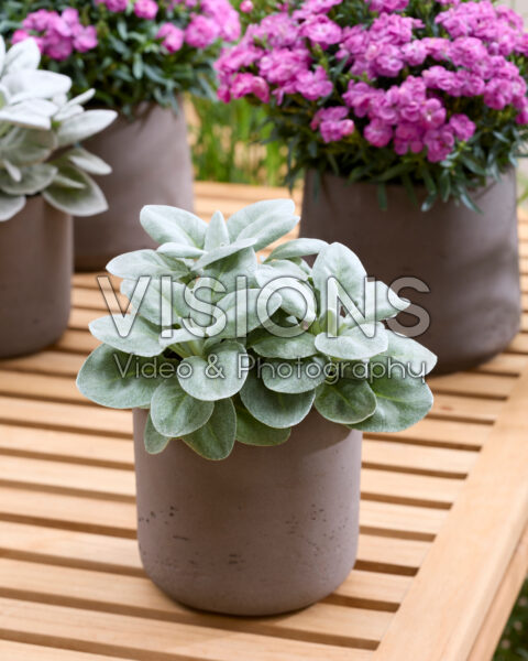 Senecio Sennova