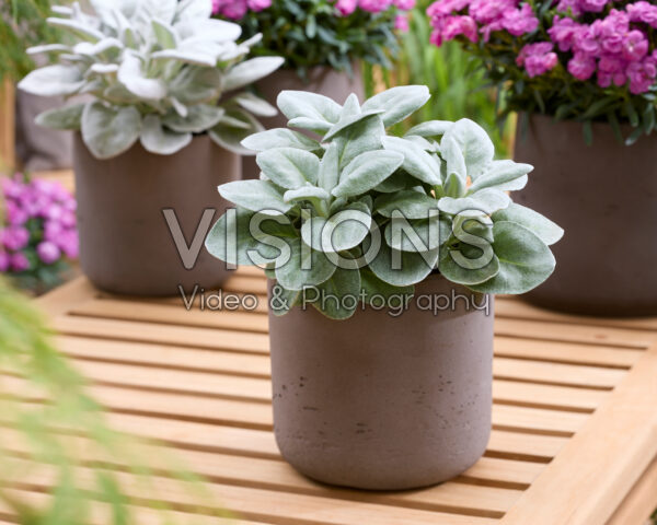Senecio Angel Heart