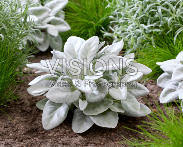 Senecio Angel Baby Senecio Angel Baby