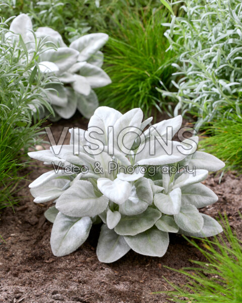 Senecio Angel Baby