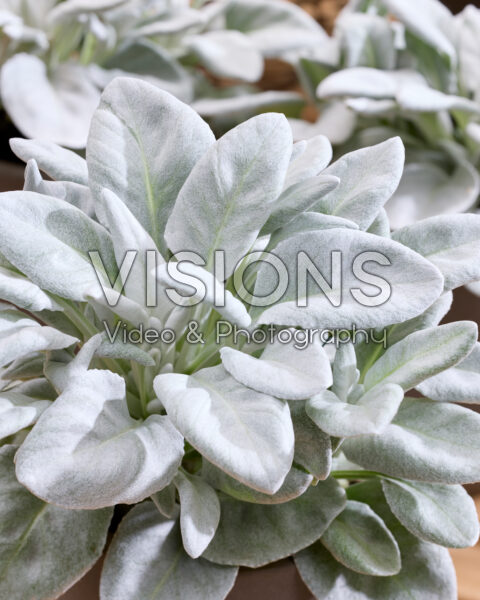Senecio Angel Baby Senecio Angel Baby