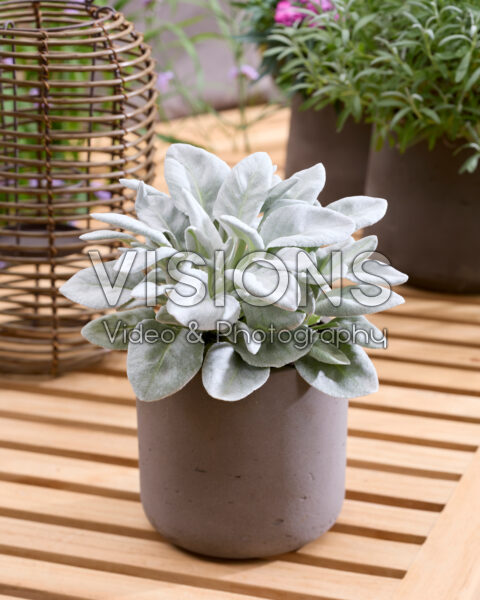 Senecio Angel Baby Senecio Angel Baby