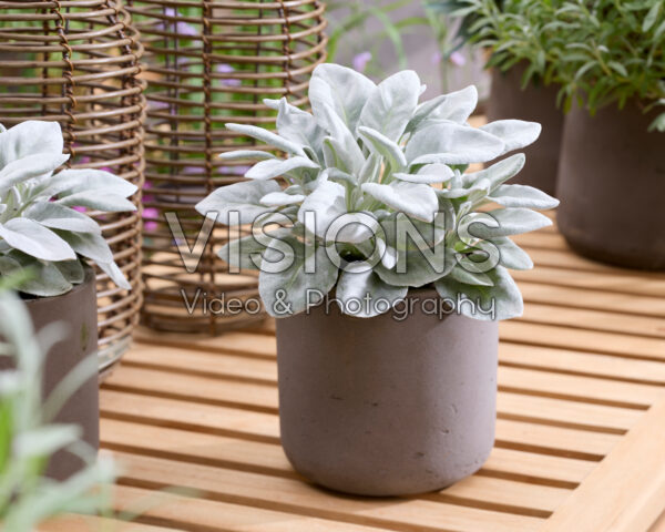Senecio Angel Baby Senecio Angel Baby