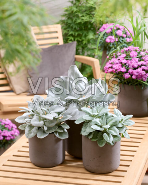 Senecio Angel Baby, Angel Wings, Little Wings