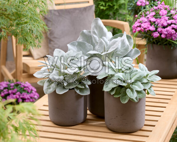 Senecio Angel Baby, Angel Wings, Sennova Senecio Angel Baby, Angel Wings, Sennova