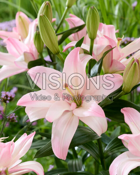 Lilium Bentley Lilium Bentley