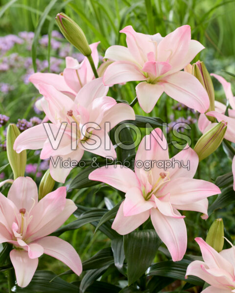 Lilium Bentley Lilium Bentley