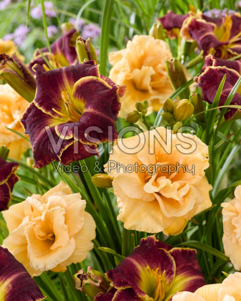 Hemerocallis Storm of the Century, Siloam Double Success