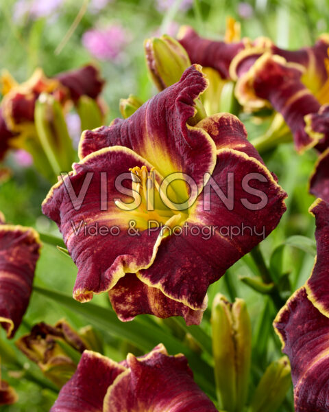 Hemerocallis Storm of the Century Hemerocallis Storm of the Century
