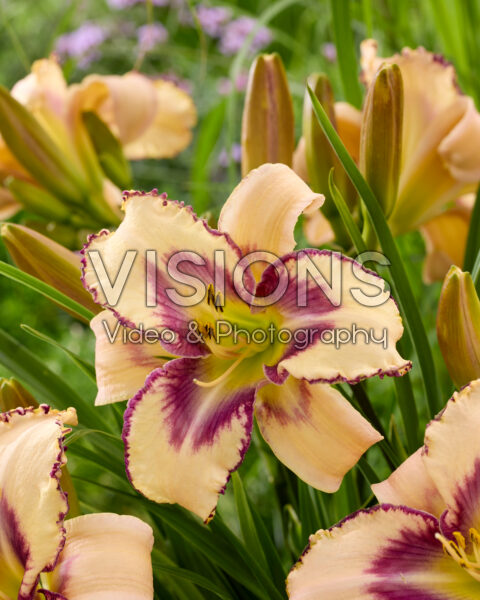Hemerocallis Destined To See