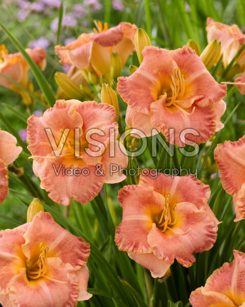 Hemerocallis Spacecoast Early Bird Hemerocallis Spacecoast Early Bird