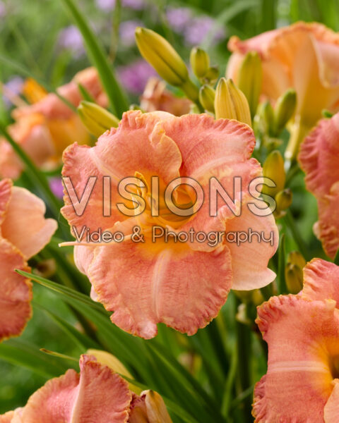Hemerocallis Spacecoast Early Bird Hemerocallis Spacecoast Early Bird