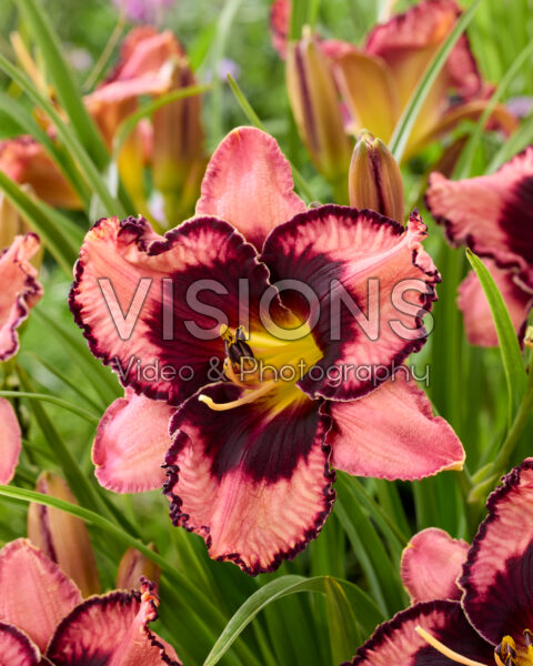 Hemerocallis Simmons Overture