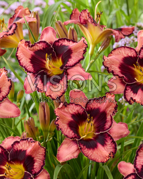 Hemerocallis Simmons Overture
