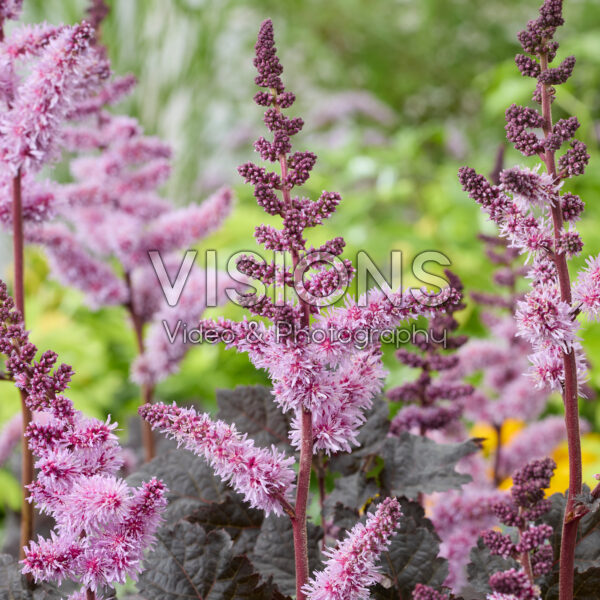 Astilbe Dark Side of the Moon