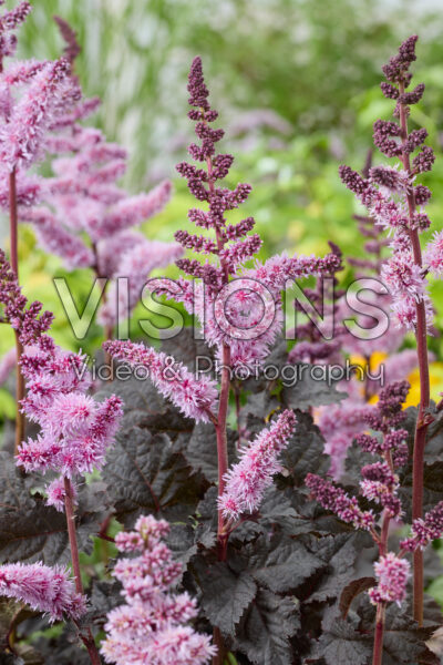 Astilbe Dark Side of the Moon