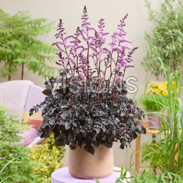 Astilbe Dark Side of the Moon Astilbe Dark Side of the Moon