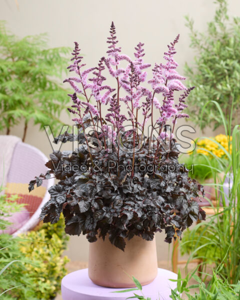 Astilbe Dark Side of the Moon Astilbe Dark Side of the Moon