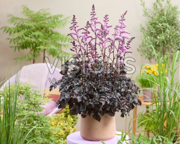Astilbe Dark Side of the Moon Astilbe Dark Side of the Moon
