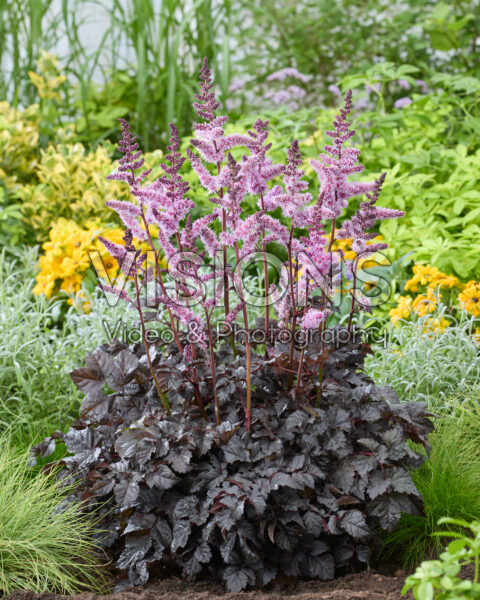 Astilbe Dark Side of the Moon
