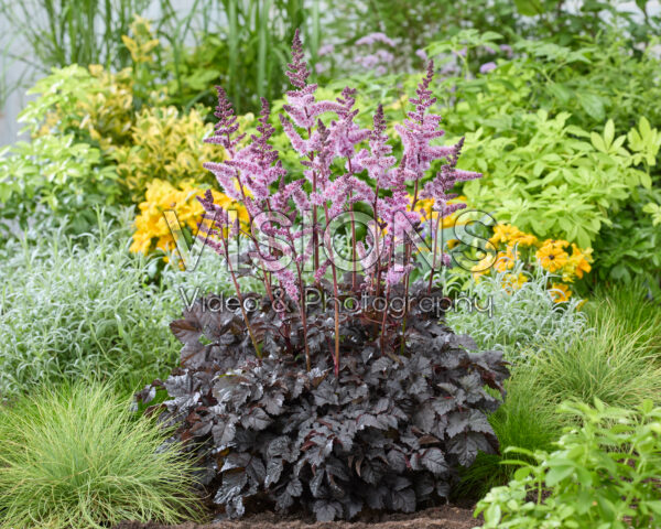Astilbe Dark Side of the Moon Astilbe Dark Side of the Moon