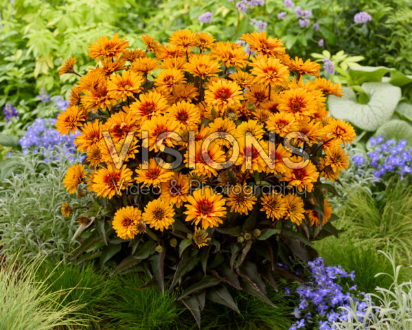 Heliopsis Sizzling Summer Heliopsis Sizzling Summer
