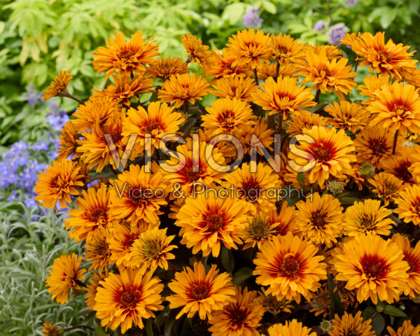 Heliopsis Sizzling Summer