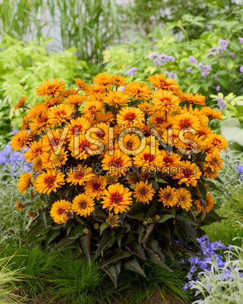 Heliopsis Sizzling Summer Heliopsis Sizzling Summer