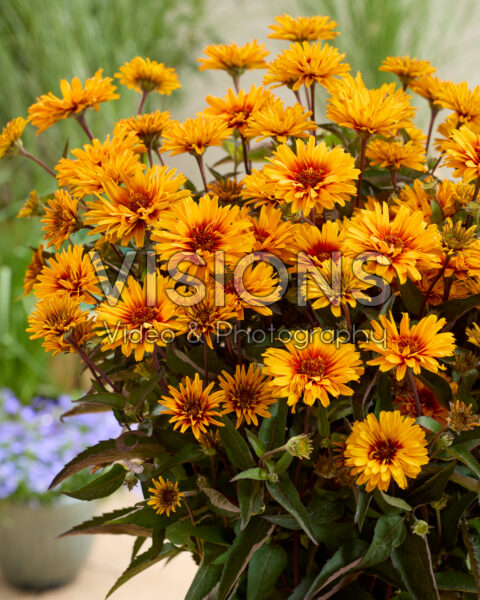 Heliopsis Sizzling Summer