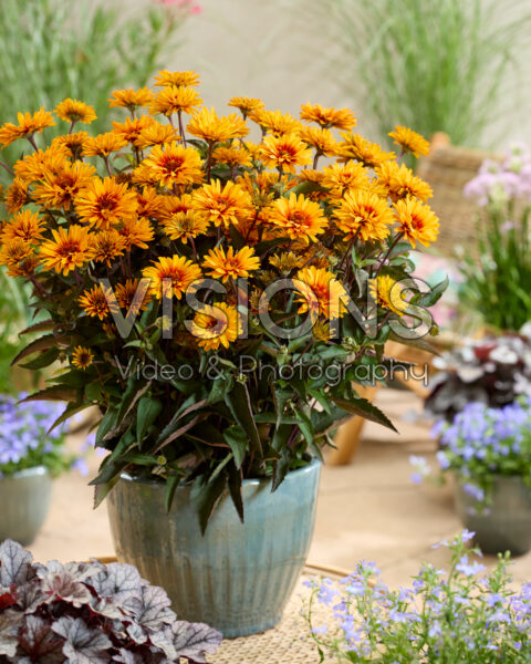 Heliopsis Sizzling Summer