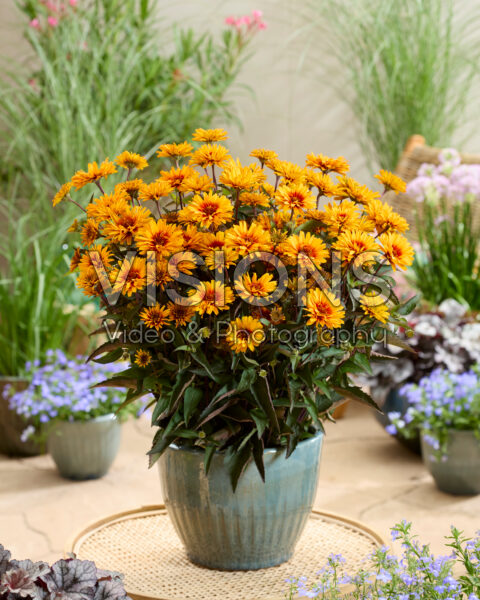 Heliopsis Sizzling Summer Heliopsis Sizzling Summer