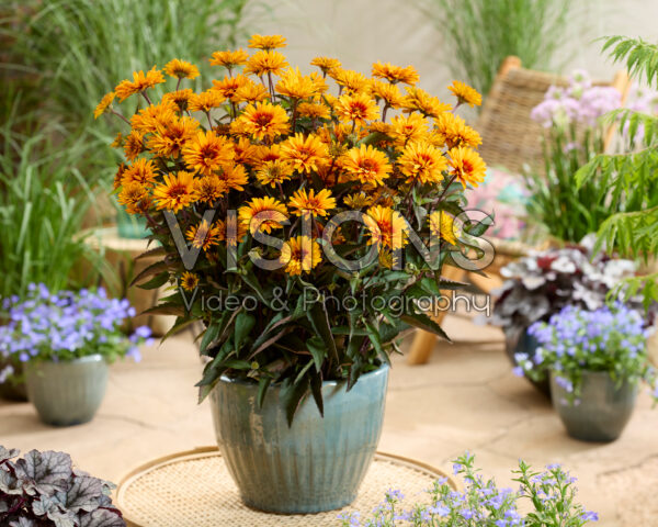Heliopsis Sizzling Summer Heliopsis Sizzling Summer